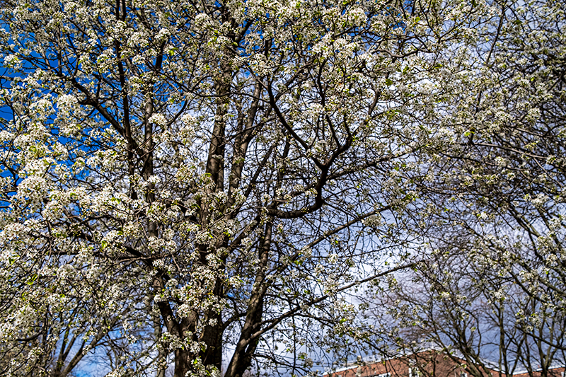 4/11/24