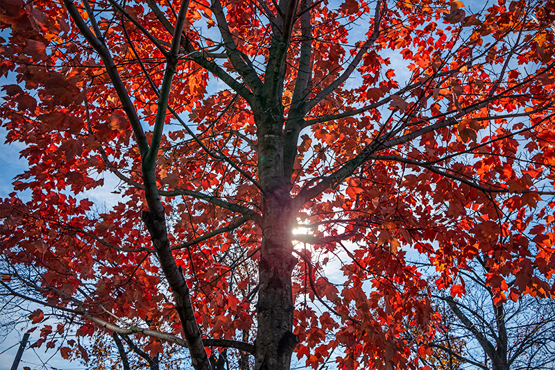 11/25/24