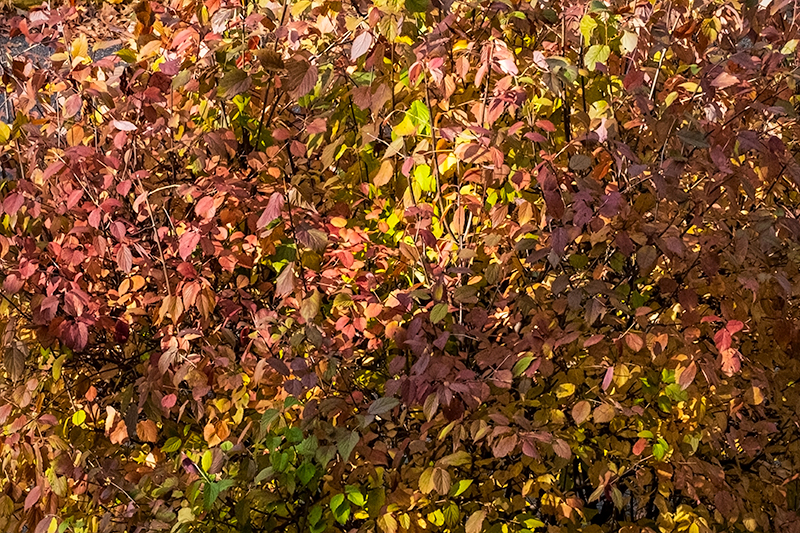 11/29/24